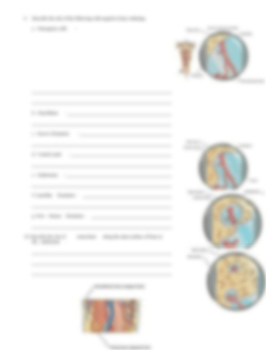 bone growth and remodeling.doc_dhdz6ktqd7h_page3