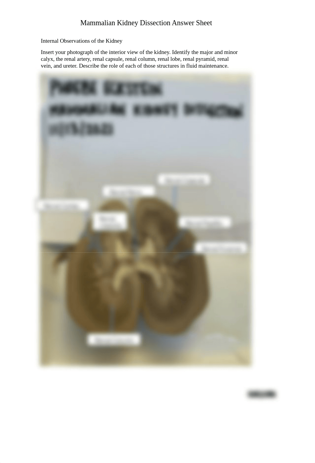 Eckstein_KidneyLabAssignment.pdf_dhe18hxzyuo_page3