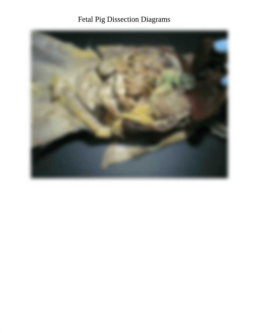 Lab#8_ Digestion -  Fetal Pig Dissection.pdf_dhev6ymr82e_page3