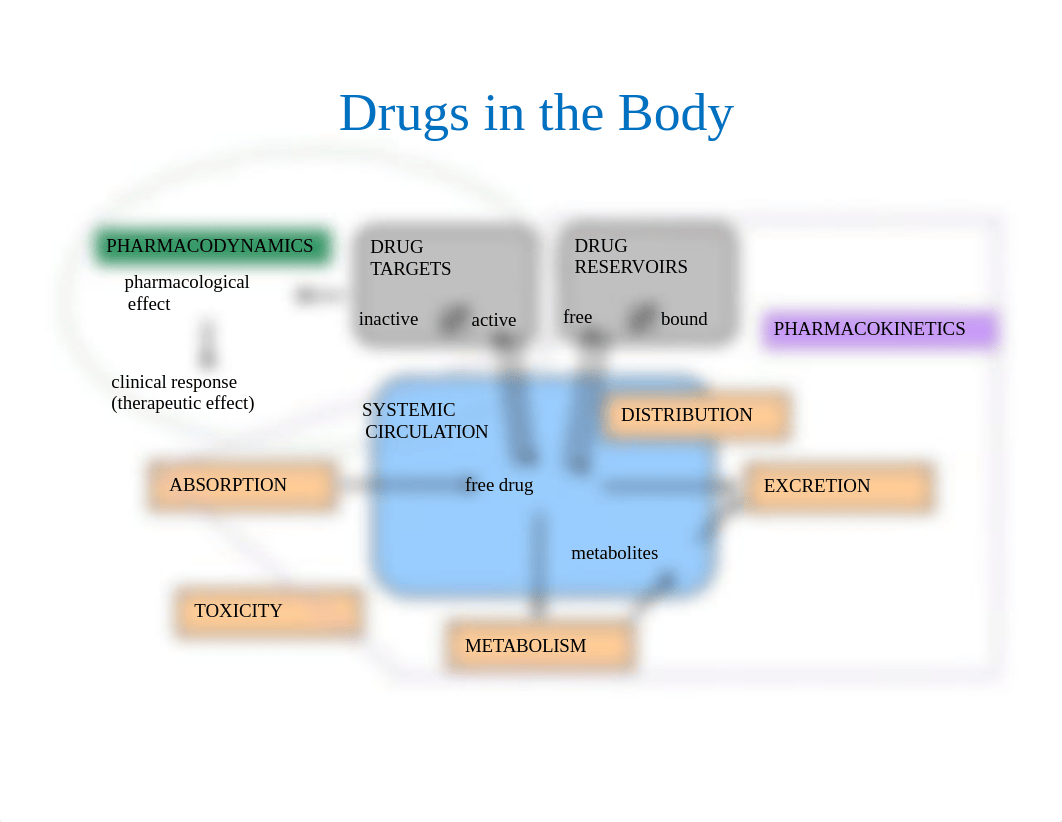 4. Absorption-Distribution-Metabolism-Excretion.pdf_dhfn1fykoy6_page2