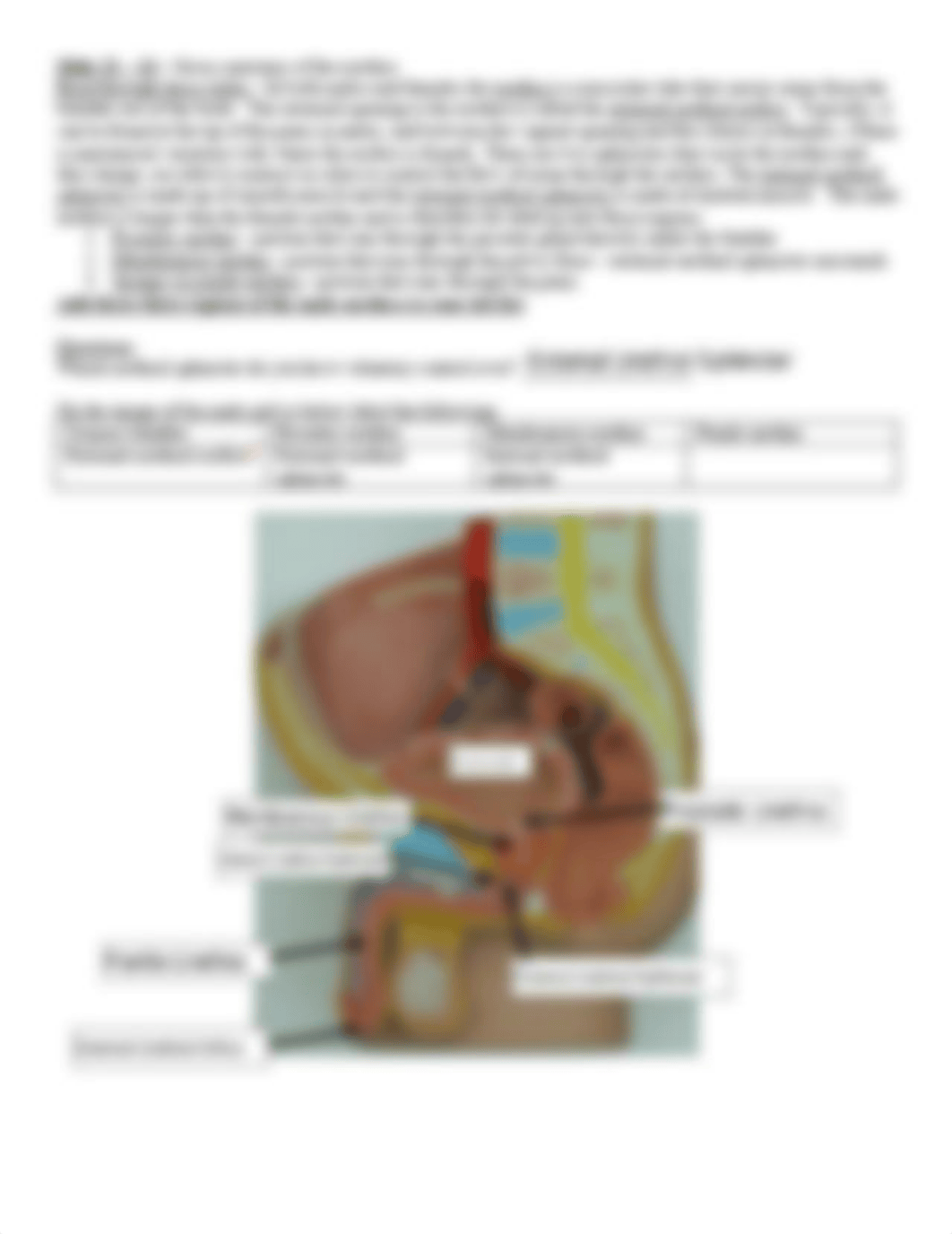 Urinary - Anatomy & Histology Guide.pdf_dhfva5znu38_page3