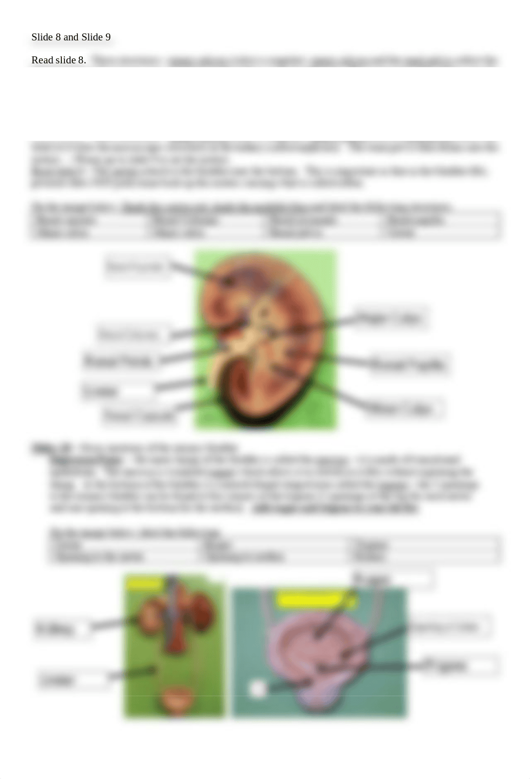 Urinary - Anatomy & Histology Guide.pdf_dhfva5znu38_page2