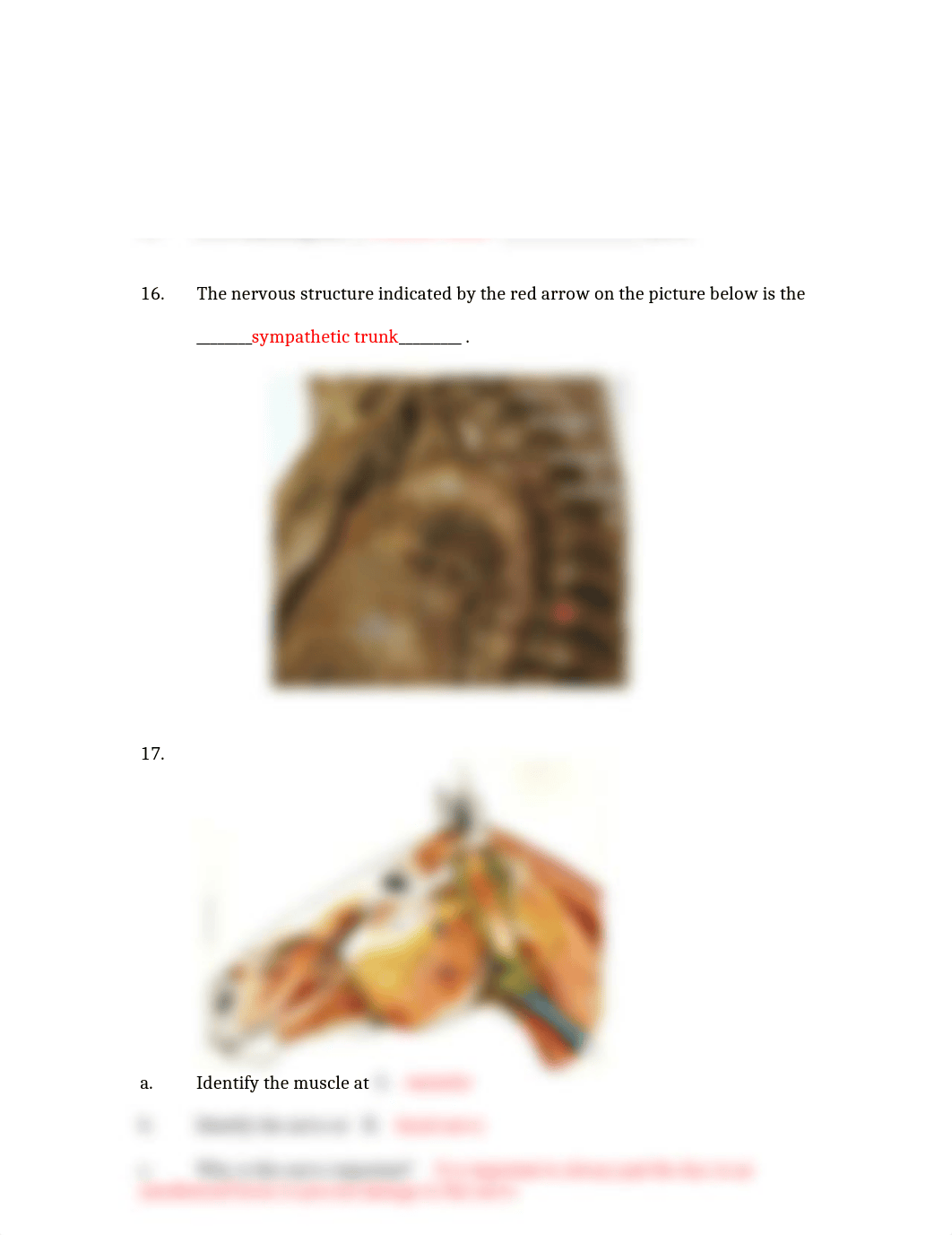 ASSN 7.2 NERVOUS SYSTEM IDENTIFICATION KEY.docx_dhg52udlxhz_page3