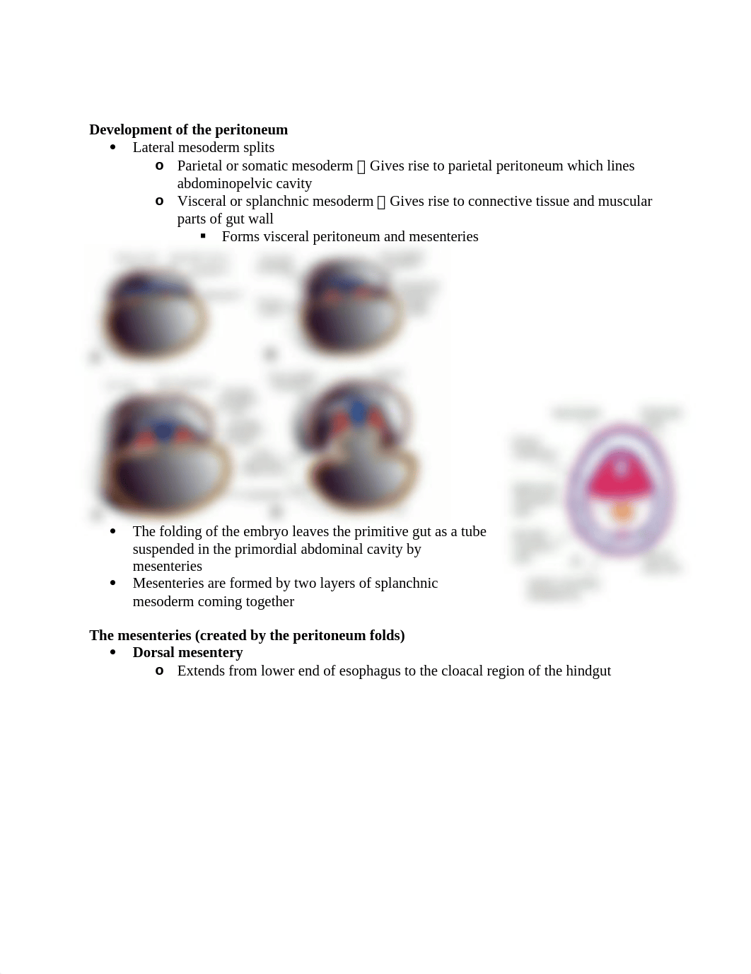 2. ABDOMEN ANATOMY EXAM 2.docx_dhgdc4w6fno_page3