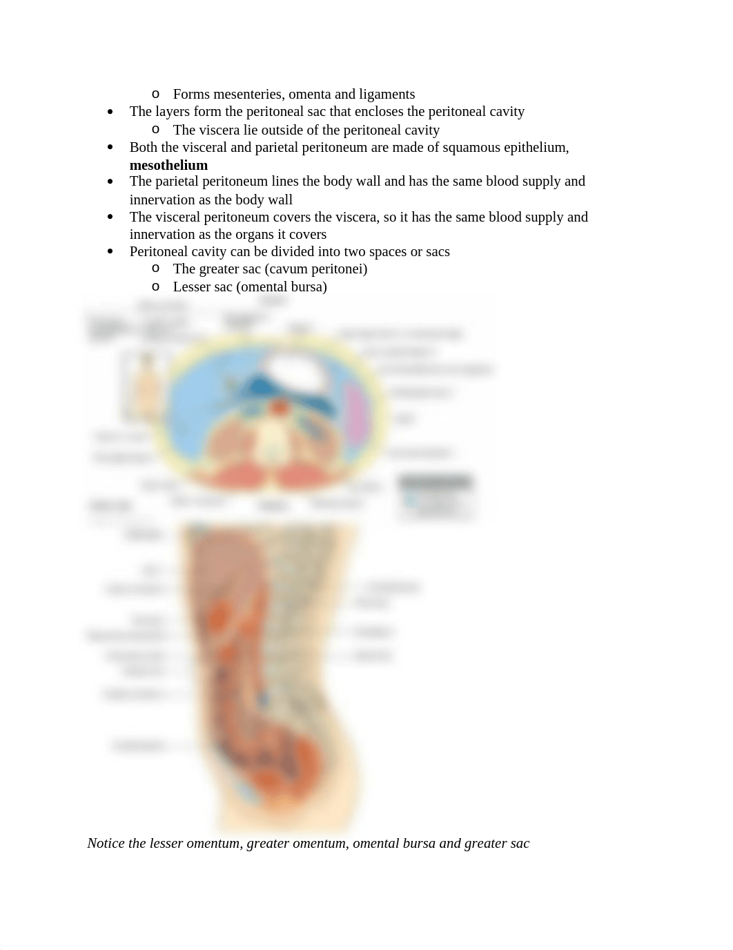 2. ABDOMEN ANATOMY EXAM 2.docx_dhgdc4w6fno_page2