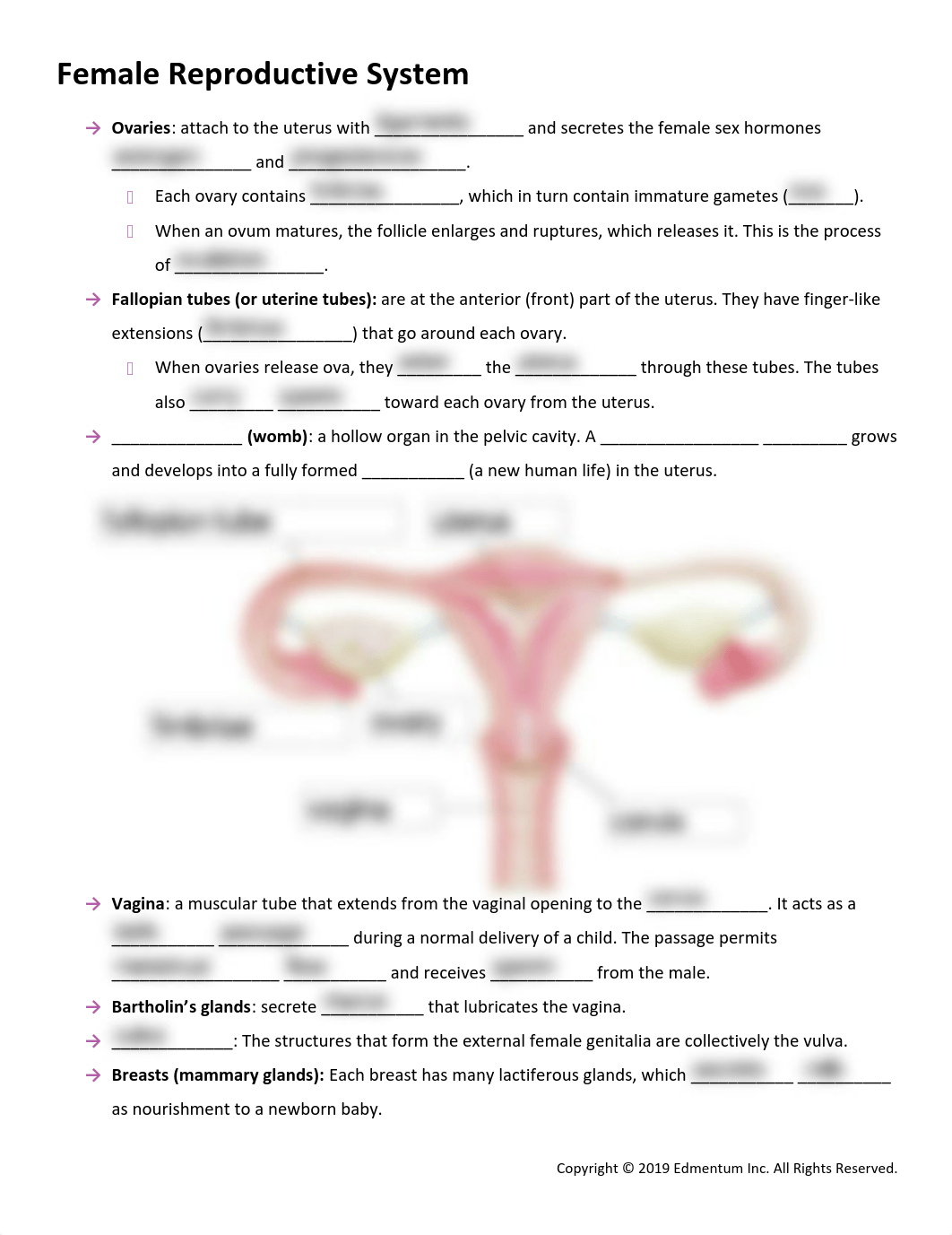 Guided Notes - Human Reproduction and Development.pdf_dhgj9829om4_page4