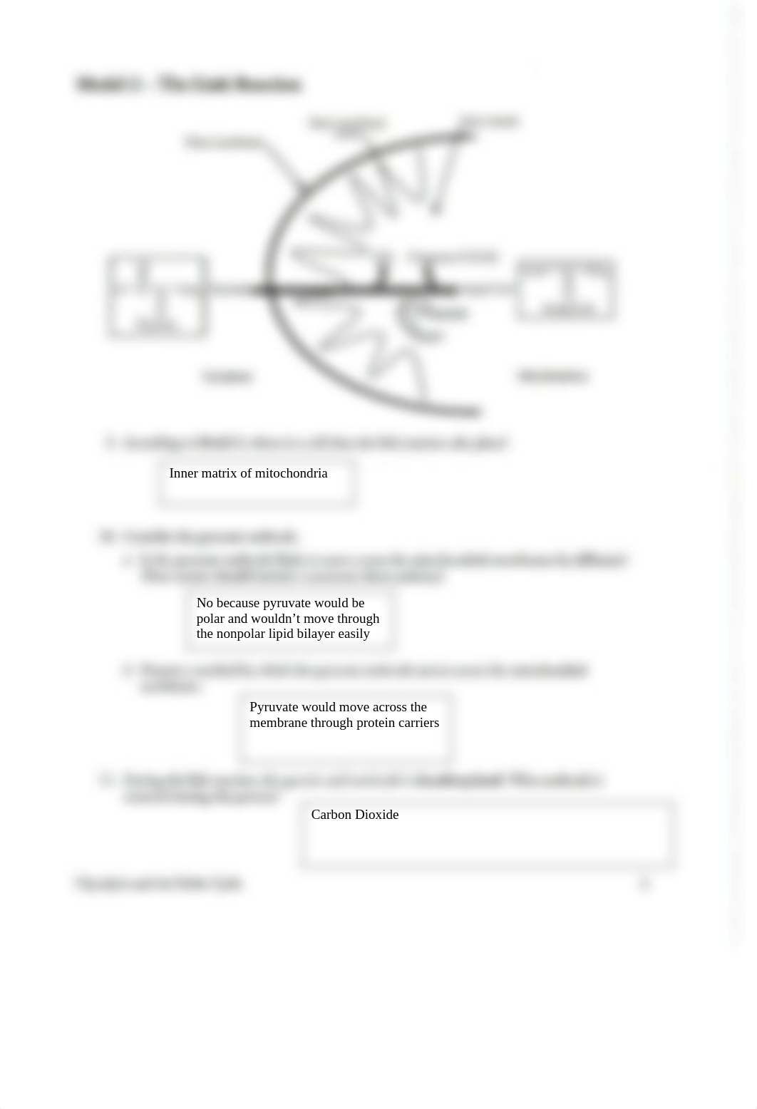 Glycolysis and Krebs Cycle POGIL.docx_dhglpjooyfe_page3