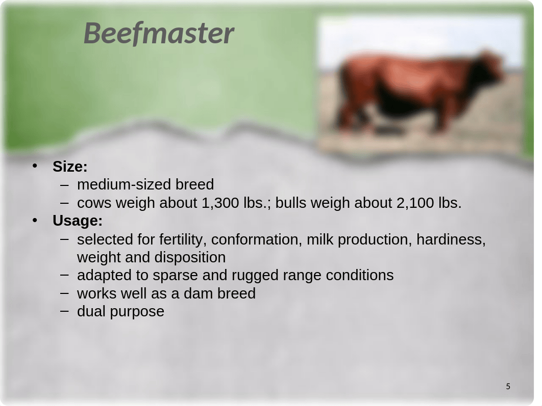 Beef Production- Breeds of Beef Cattle.pptx_dhgtvqxj83e_page5