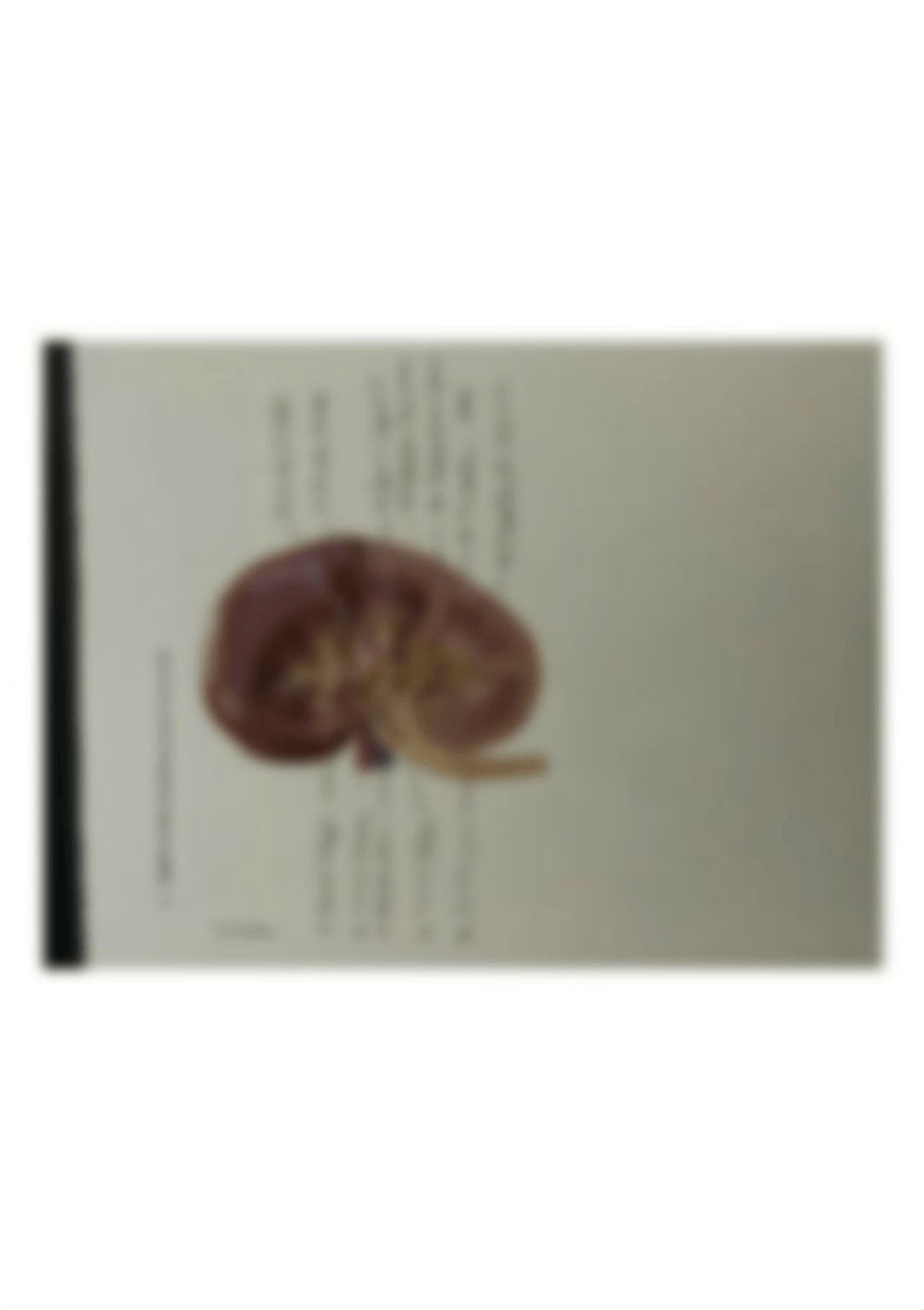 Lab 9 Kidney.jpg_dhhgnwbwjvo_page1