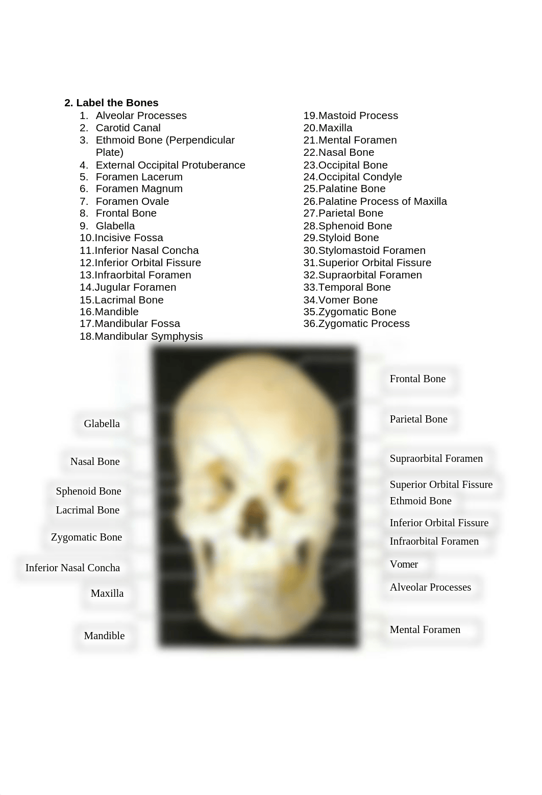 Anatomy Lab 4 Homework.docx_dhhgnzcyg2c_page3