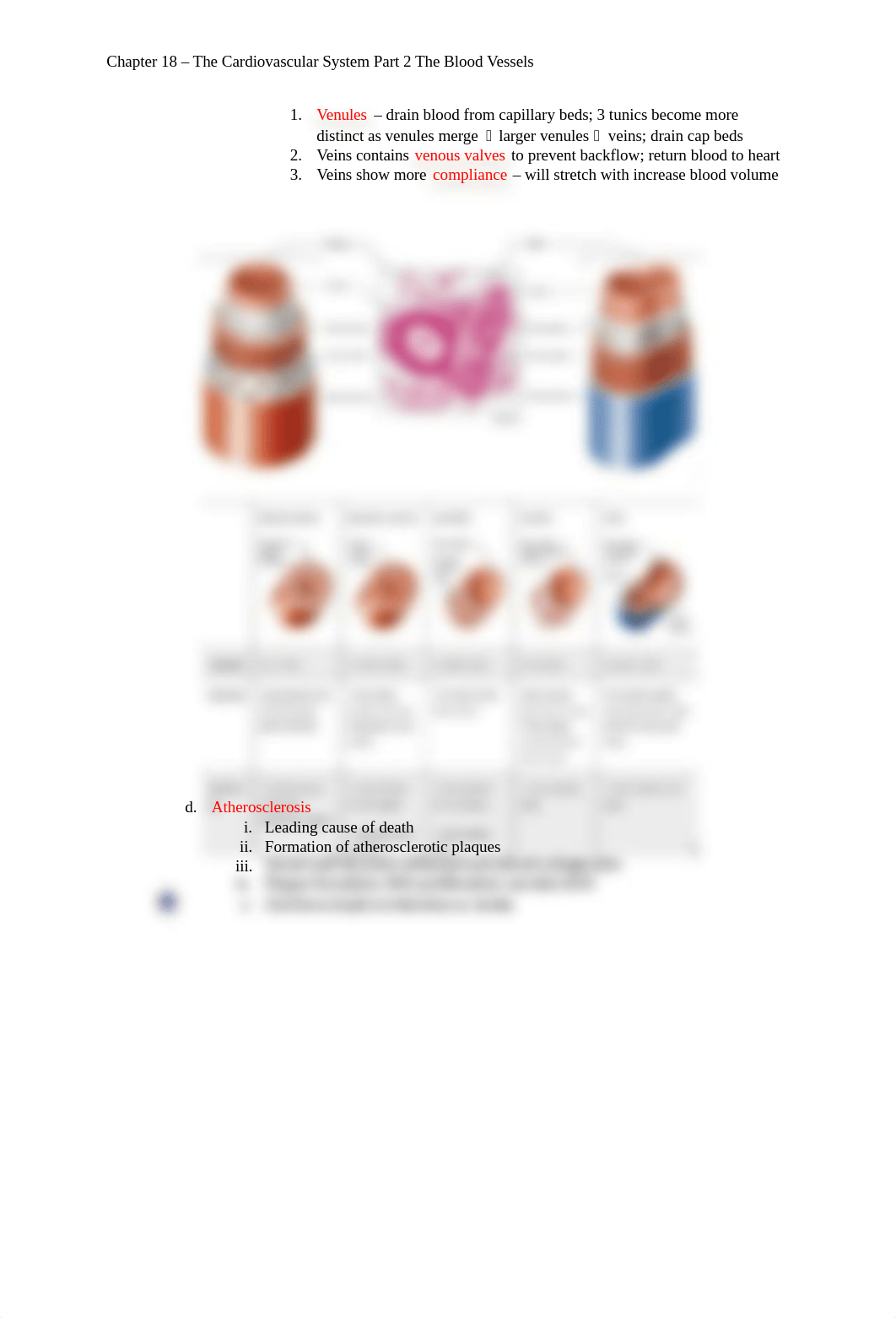 Chapter 18 - The CV System Part 2 The Blood Vessels.docx_dhhi9efnl6z_page2