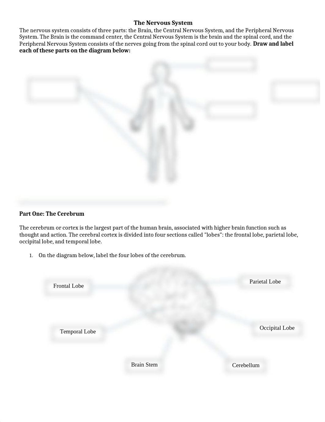 Nervous System WebQuest.docx_dhhj3d340o9_page1