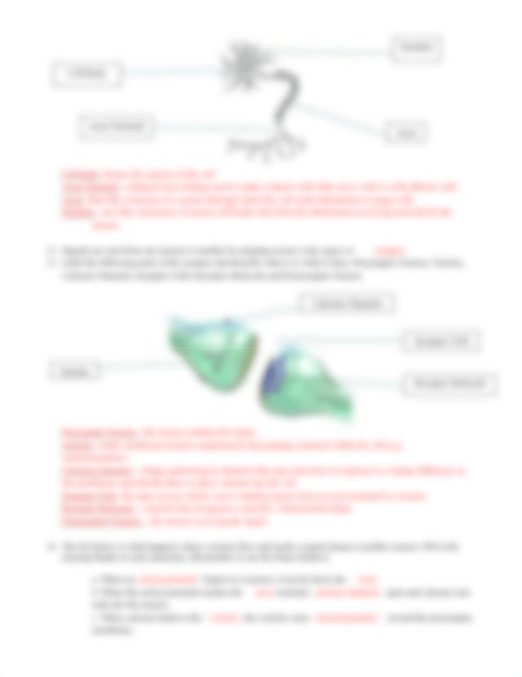 Nervous System WebQuest.docx_dhhj3d340o9_page3