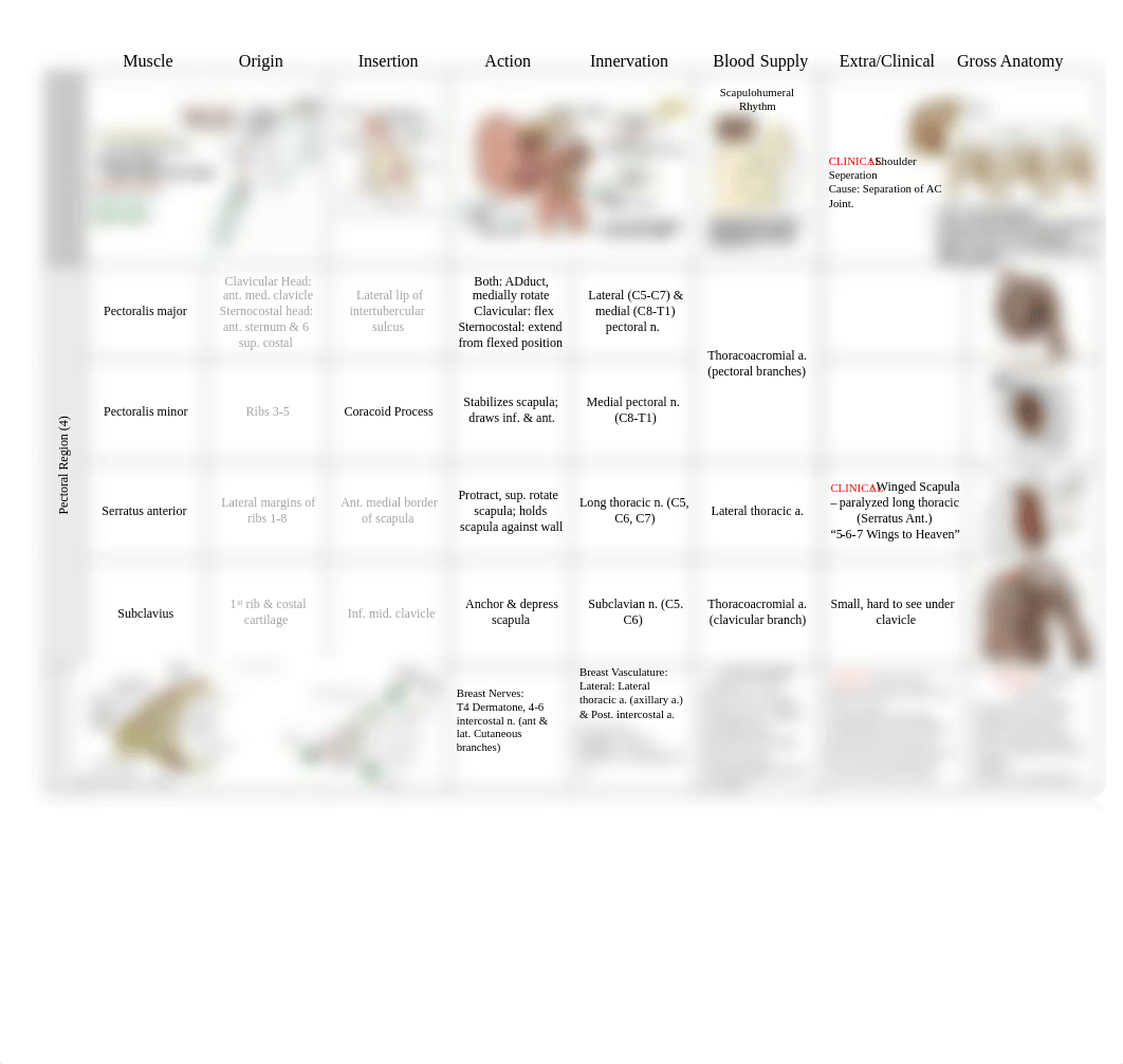 pdf Master_Anatomy_Chart_013118.pdf_dhhxw0p8lc2_page2