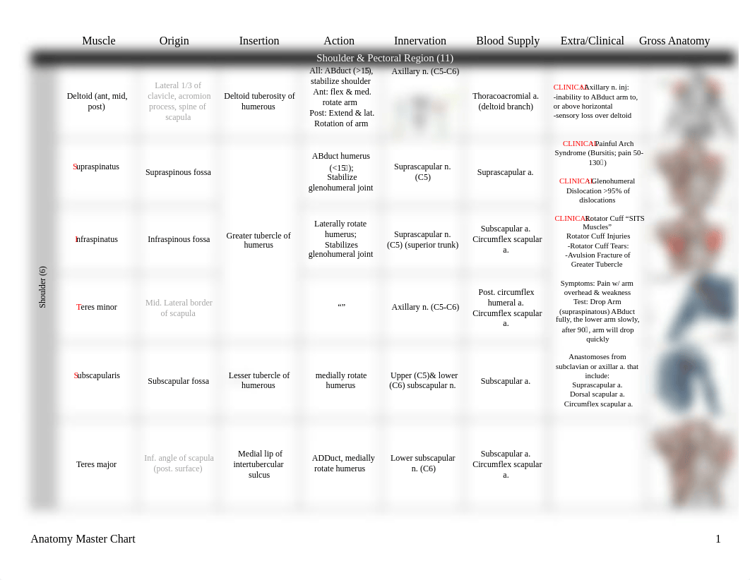 pdf Master_Anatomy_Chart_013118.pdf_dhhxw0p8lc2_page1