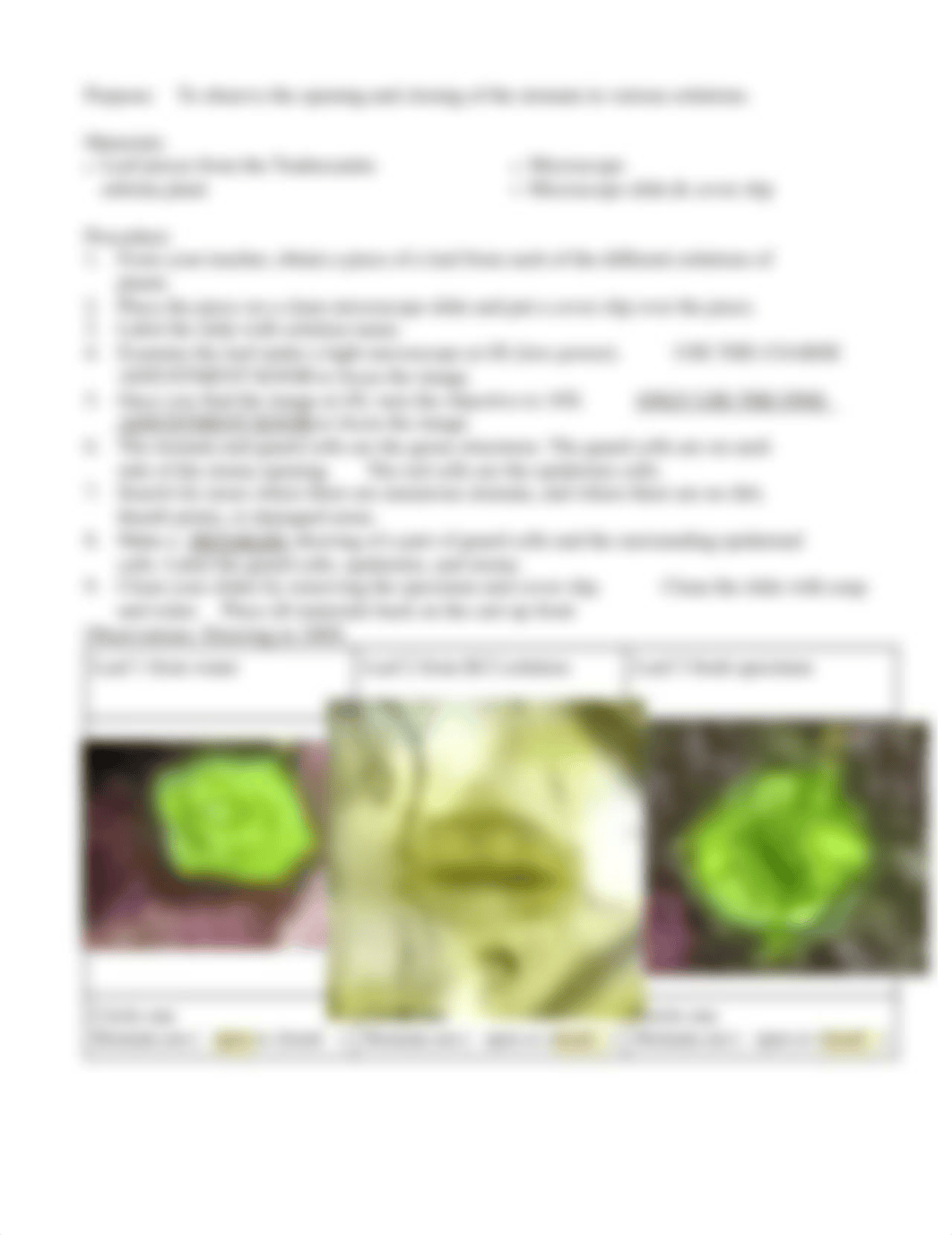 EGAN RAWN - Student stomata lab with wandering jew plant.pdf_dhifui1cdlh_page2