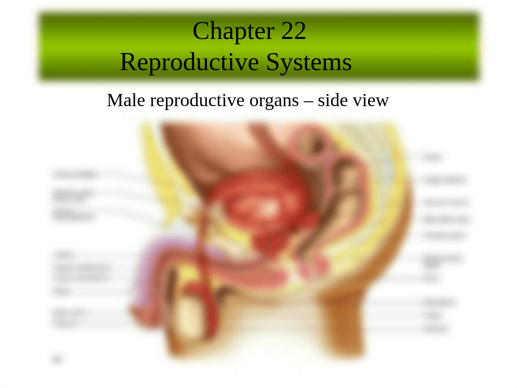 Chapter 22 (Reproductive System).pptx_dhizwukwlly_page1