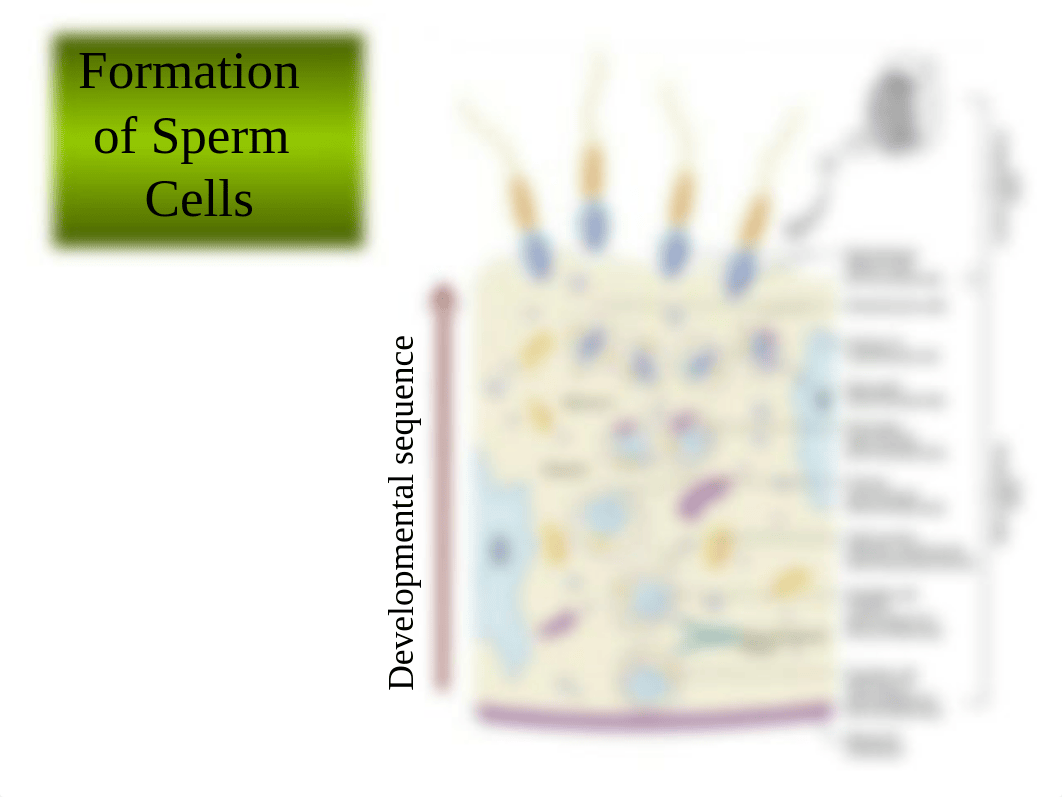 Chapter 22 (Reproductive System).pptx_dhizwukwlly_page5