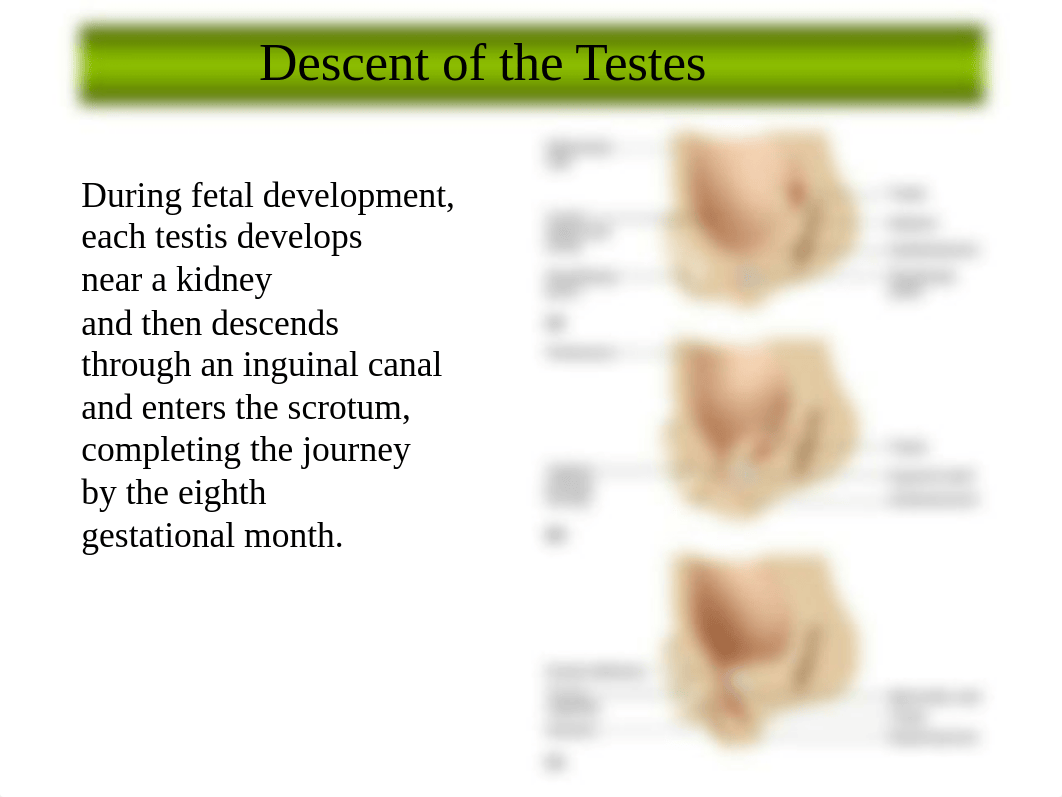 Chapter 22 (Reproductive System).pptx_dhizwukwlly_page3