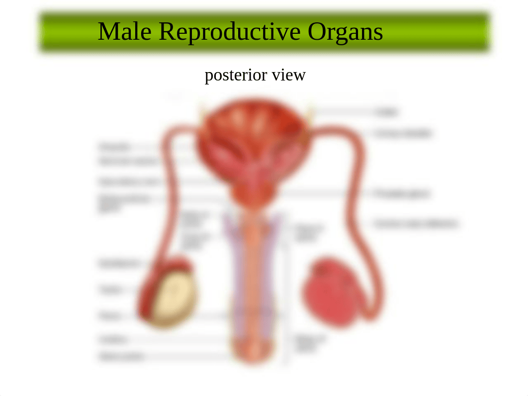 Chapter 22 (Reproductive System).pptx_dhizwukwlly_page2