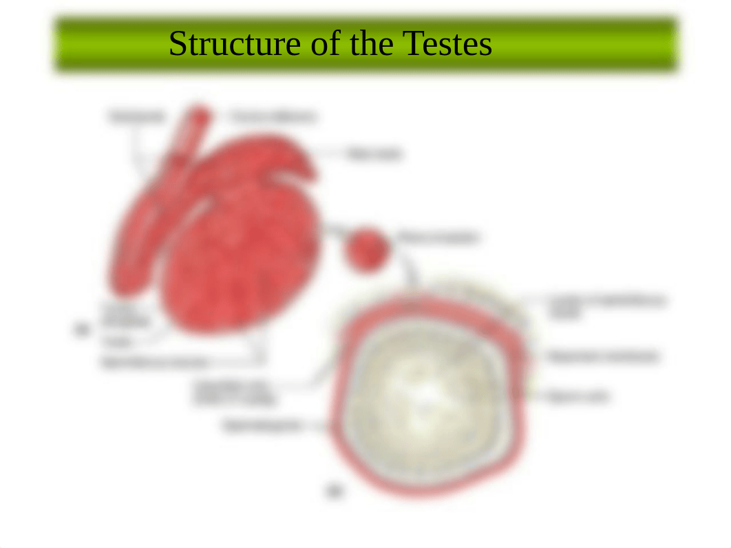 Chapter 22 (Reproductive System).pptx_dhizwukwlly_page4