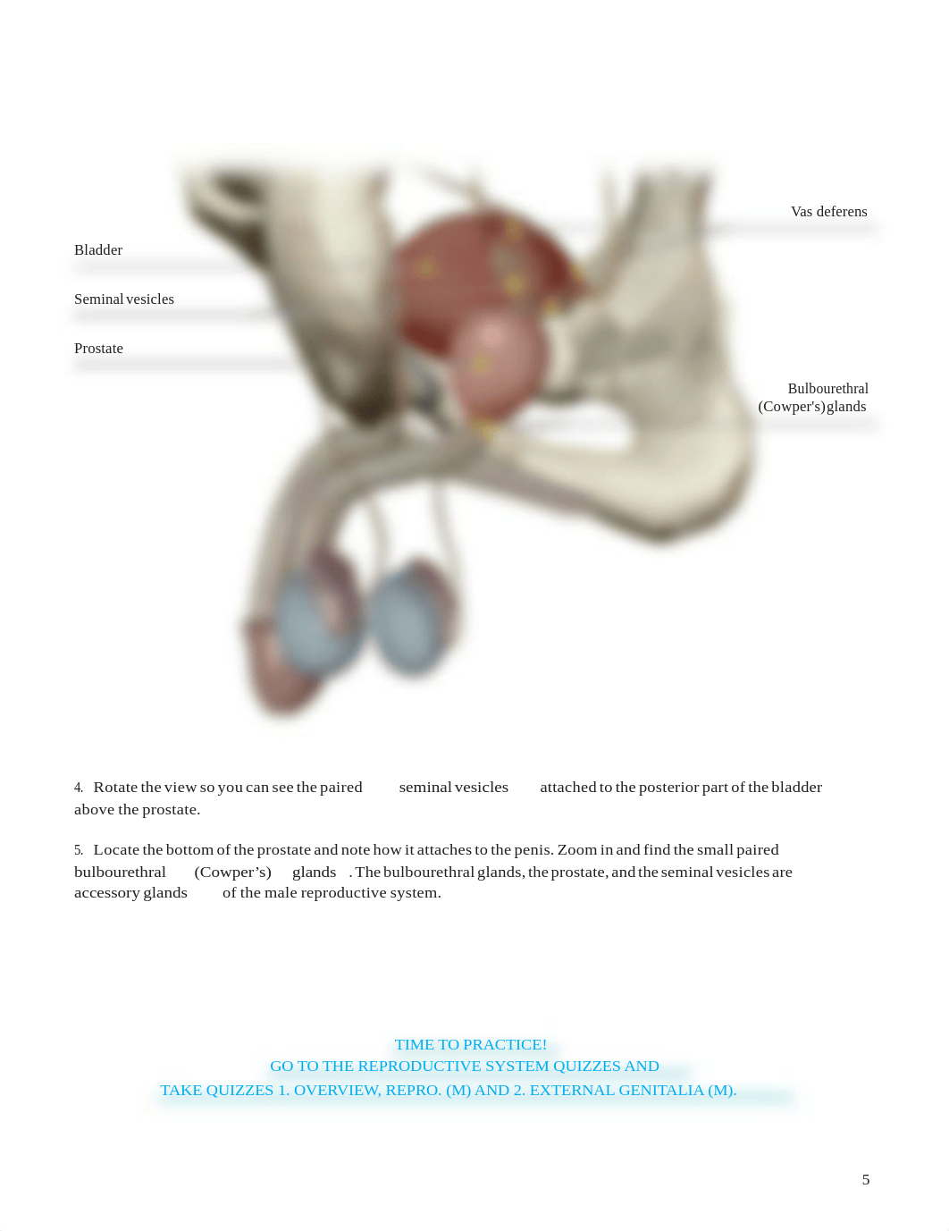 Lab_Activity_-_Male_Reproductive_System.pdf_dhjdh9hkx4d_page5