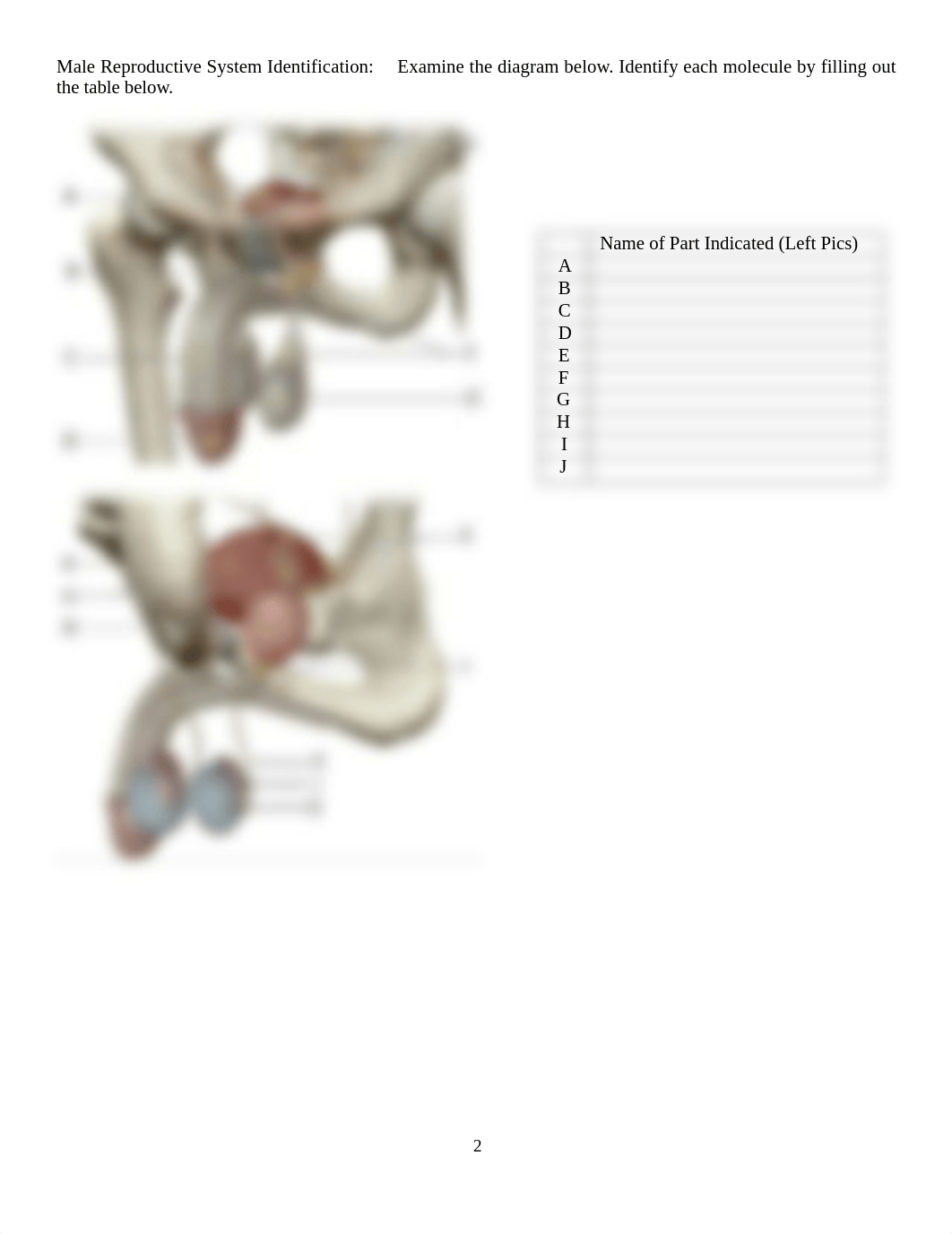 Lab 14 Reproductive System.docx_dhjl4lguka8_page2