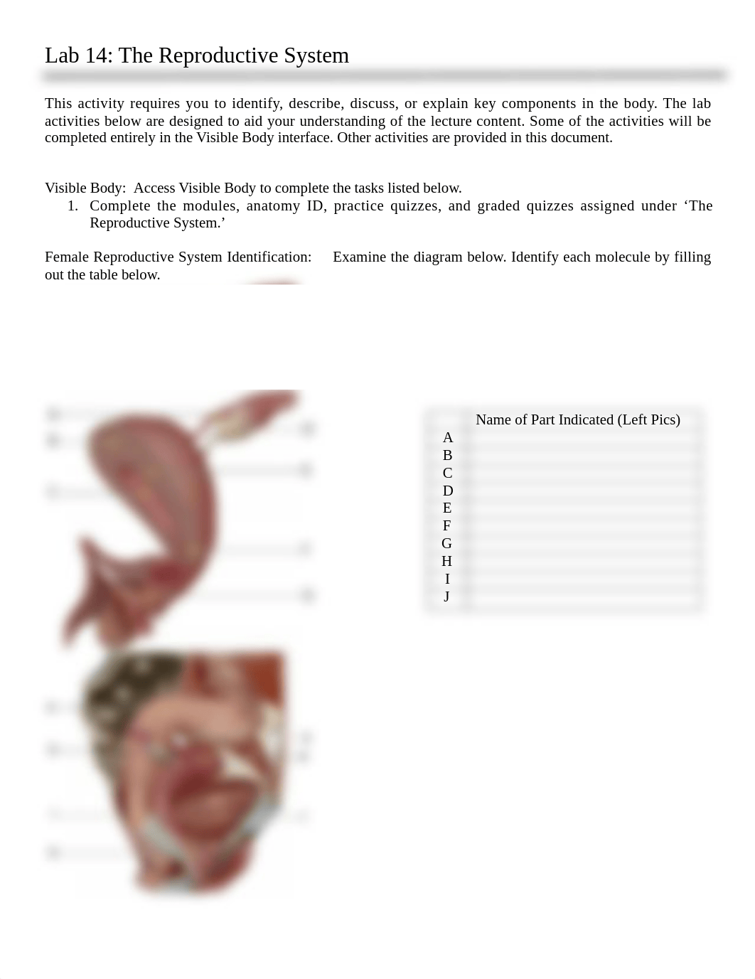 Lab 14 Reproductive System.docx_dhjl4lguka8_page1