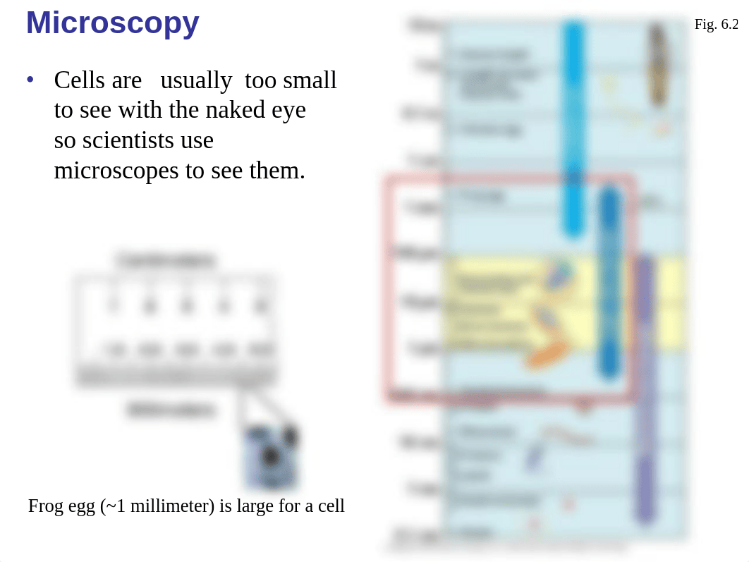 Chapter 6 - Tour of the Cell_dhjn0kz9rqm_page5