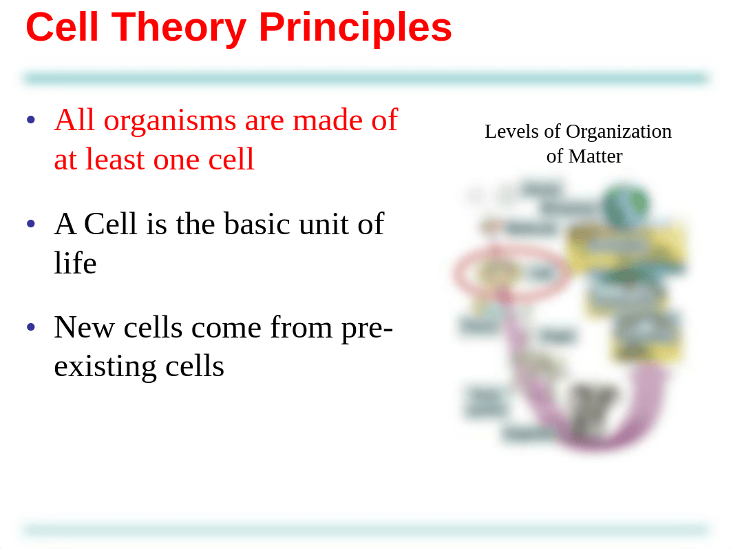 Chapter 6 - Tour of the Cell_dhjn0kz9rqm_page4