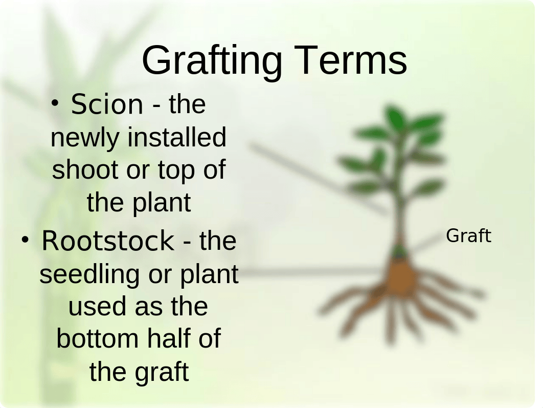 Grafting lab(1)(1).ppt_dhjurx4neew_page3