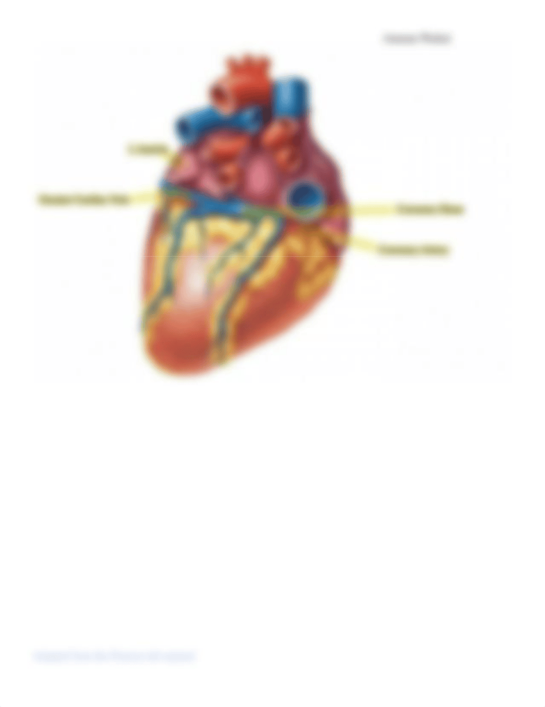 Bio 2102 Heart   Post lab #6.pdf_dhk8csz4k0e_page2