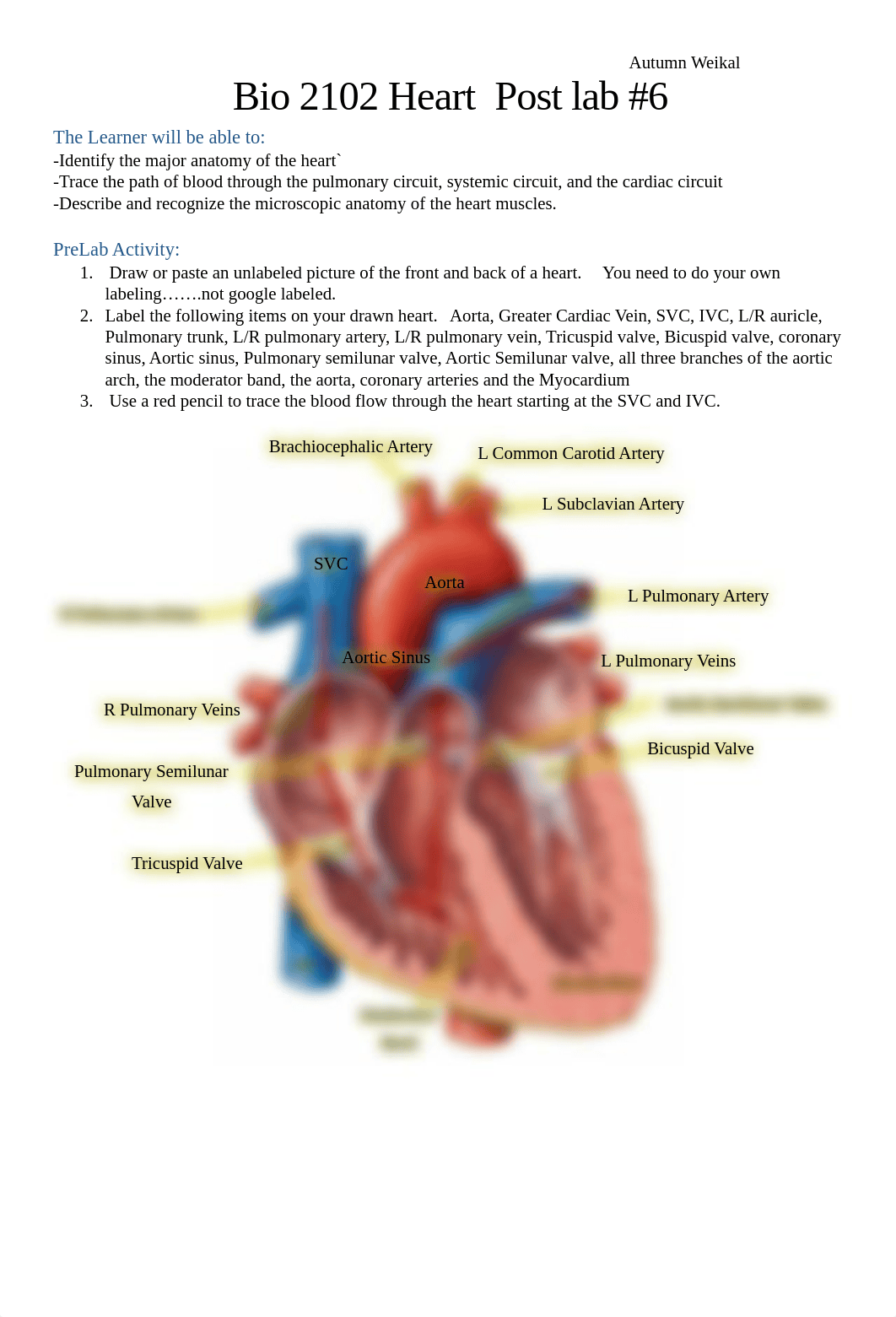 Bio 2102 Heart   Post lab #6.pdf_dhk8csz4k0e_page1