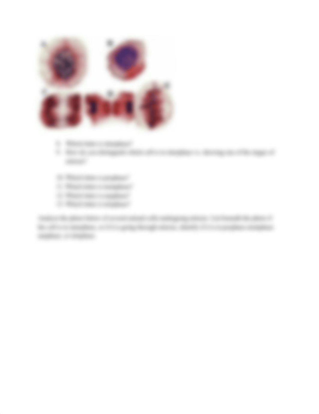 General Biology Lab 10 Online_Mitosis.docx_dhkvydp44p9_page2