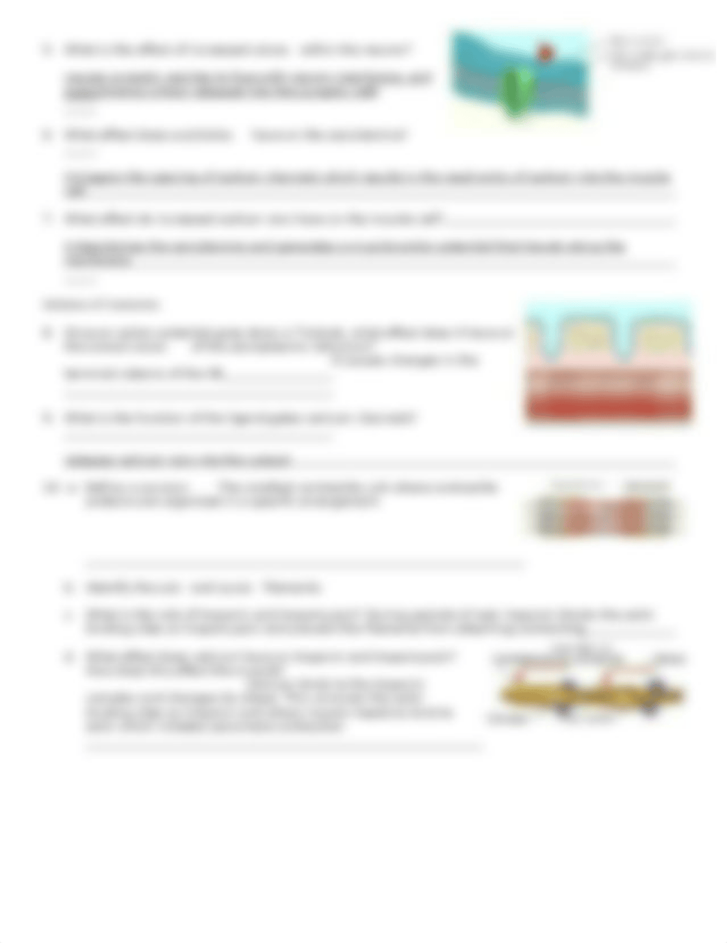 Neuromuscular junctions.doc_dhlh9oz6pck_page2