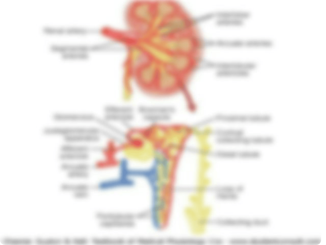 Renal Physiology Week 7.pptx_dhllo3wxo7b_page4