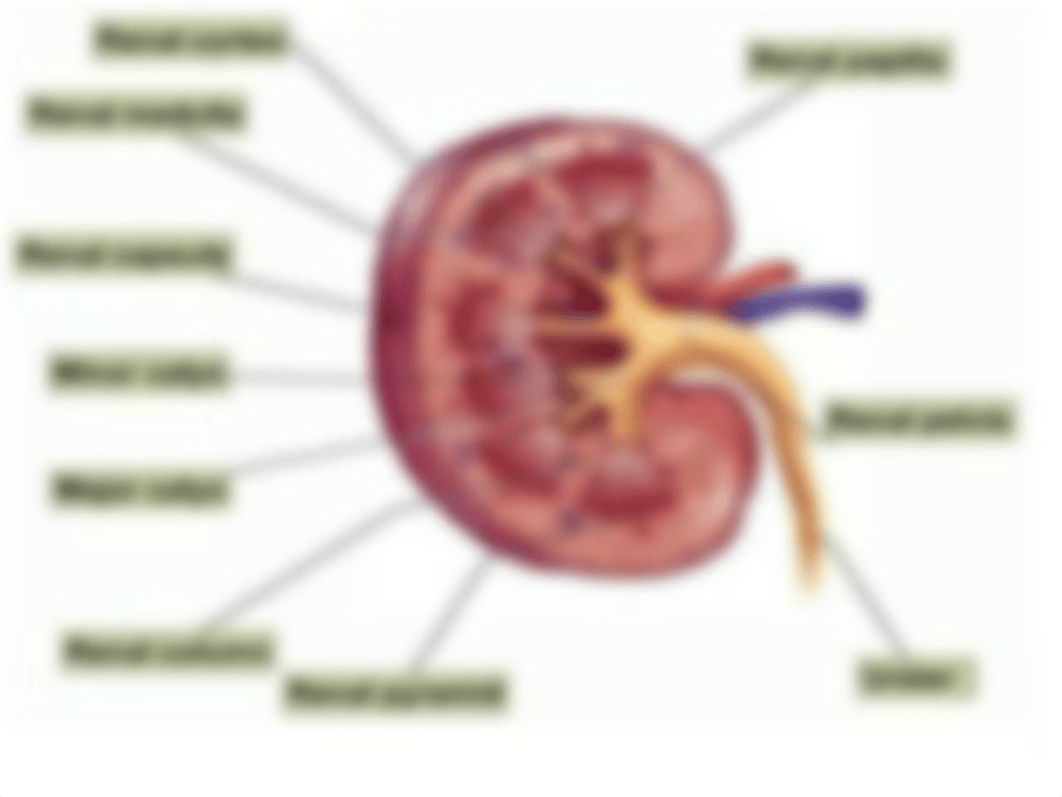 Renal Physiology Week 7.pptx_dhllo3wxo7b_page3