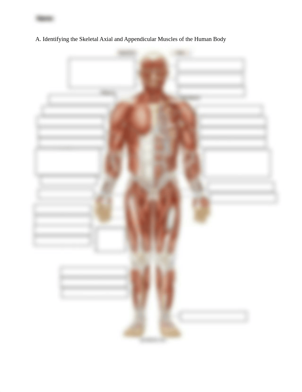 Axial and Appendicular Skeletal Muscles - Anterior View (1).pdf_dhlq16ksx5t_page1