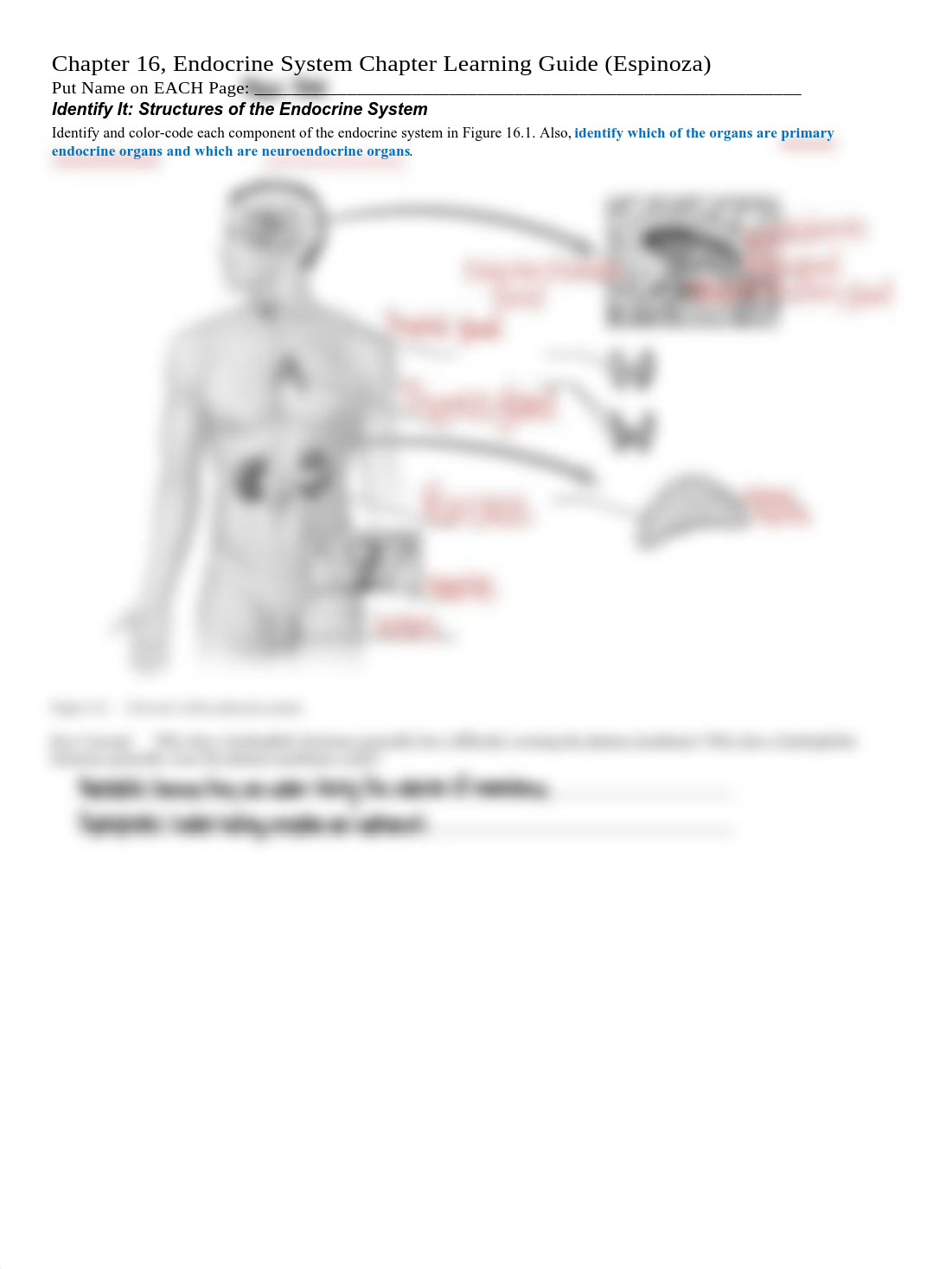 Chapter 16 Endocrine System Learning Guide (Espinoza) 2.pdf_dhlwj6do1wq_page2