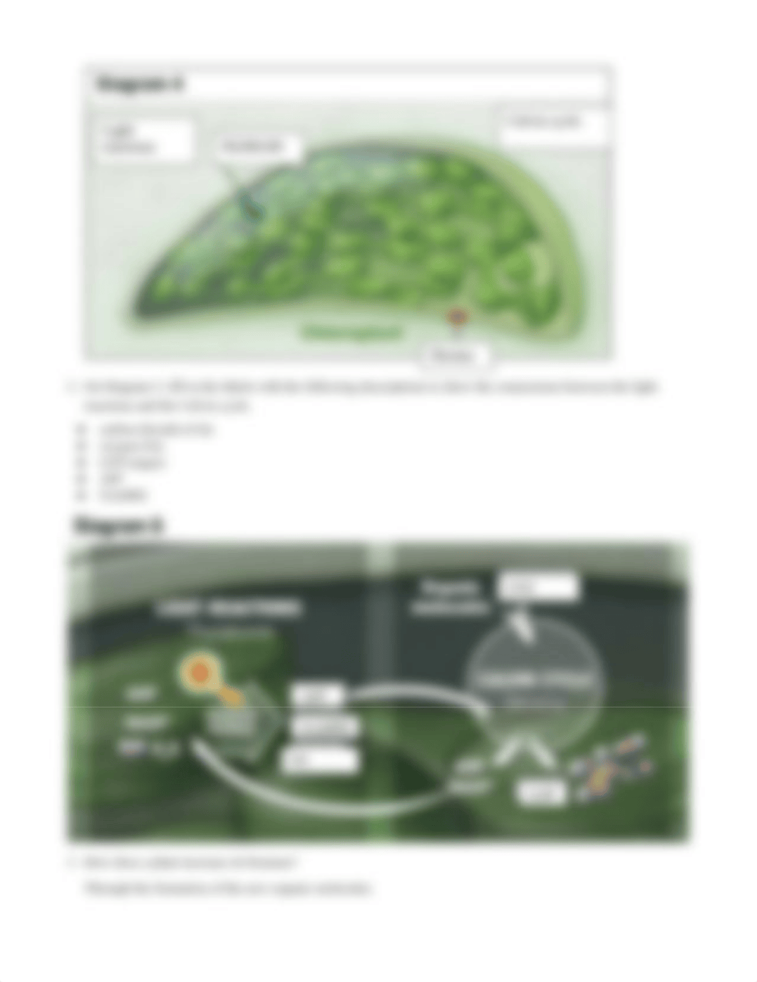 Photosynthesis.docx_dhm51d4uqs2_page3