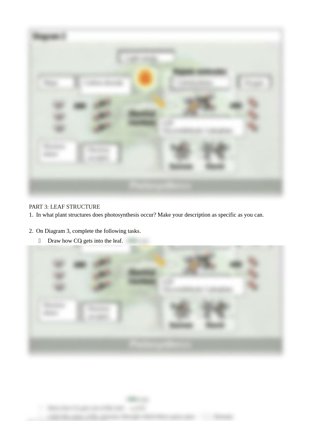 Photosynthesis.docx_dhm51d4uqs2_page2