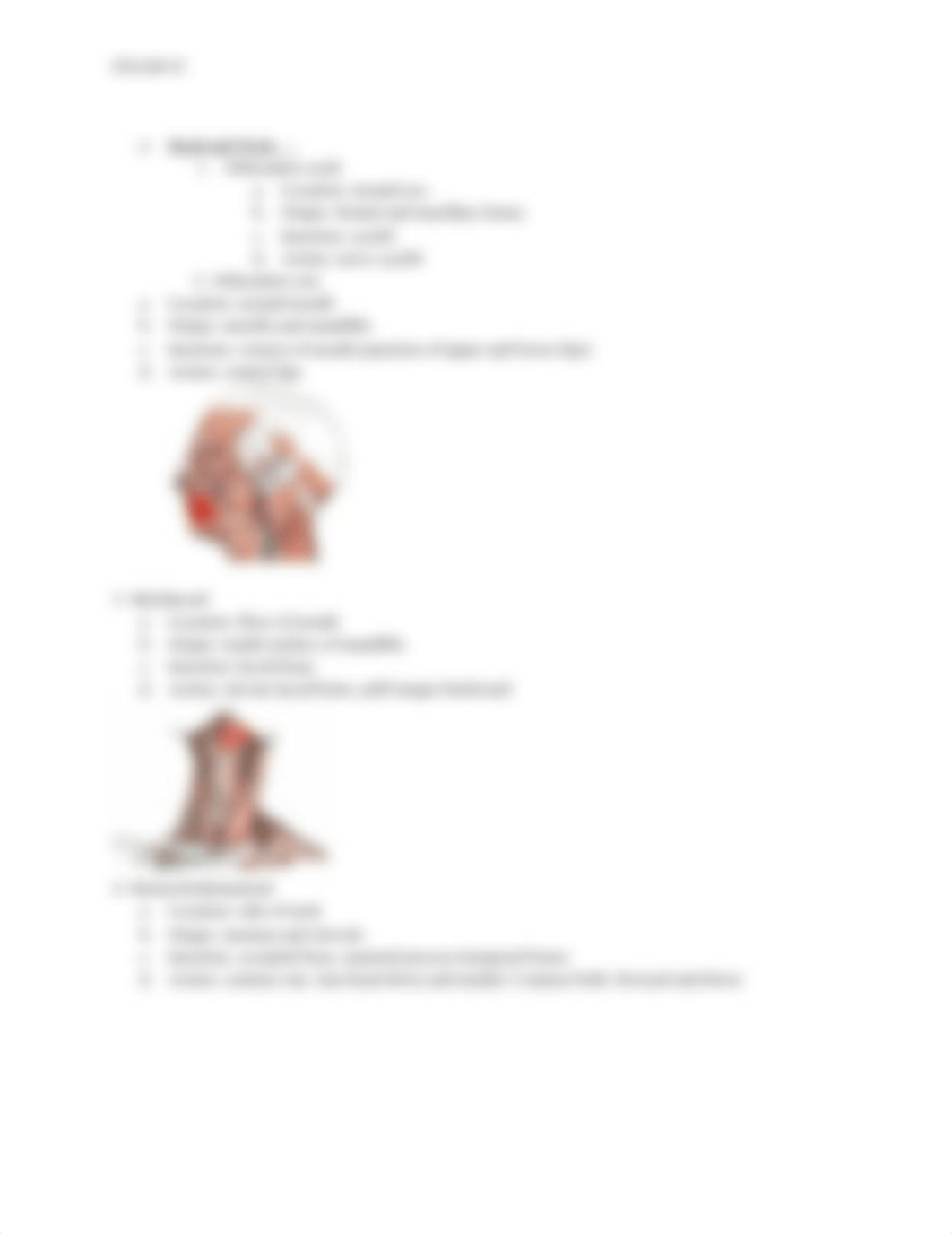 exam #2 - muscle tissue .docx_dhm8xlrtm3q_page3