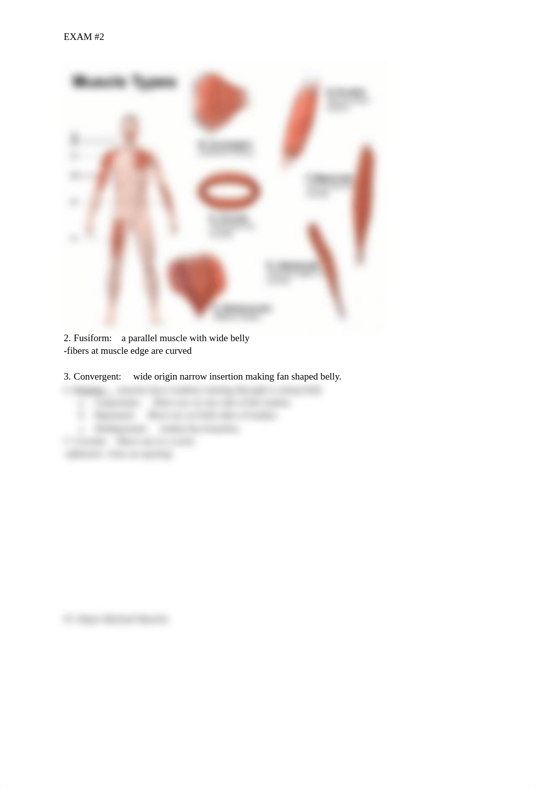 exam #2 - muscle tissue .docx_dhm8xlrtm3q_page2