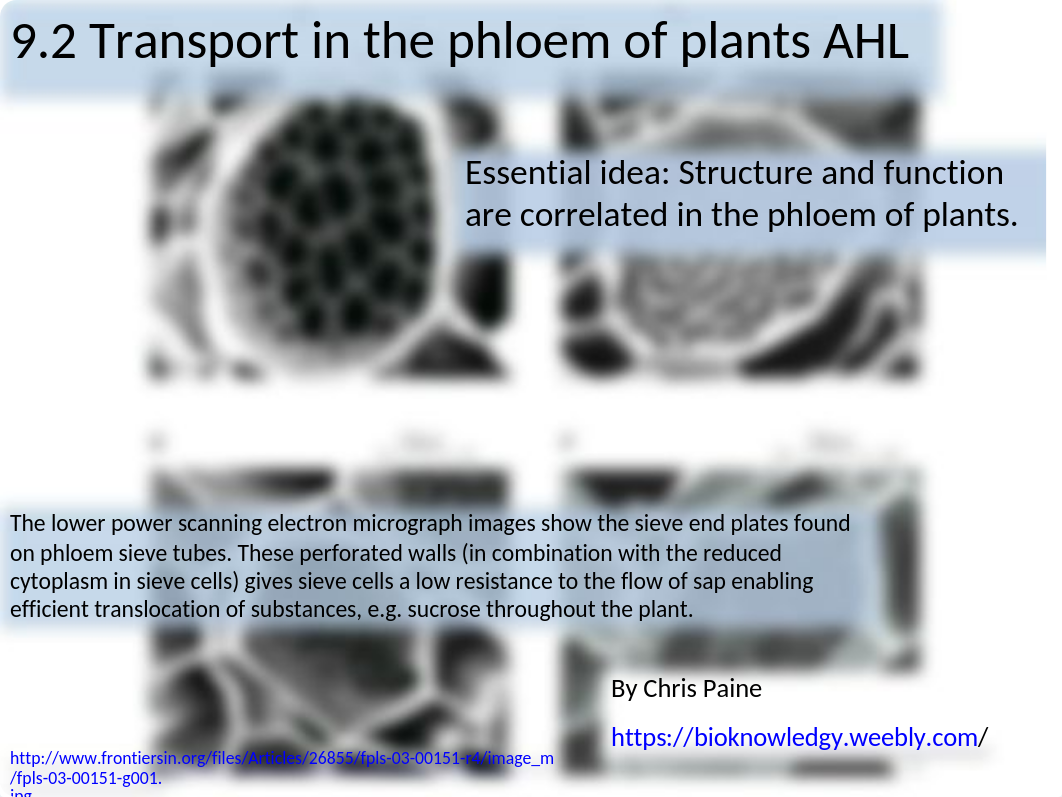 9.2 Transport in phloem_Paine.pptx_dhmis8kfxu9_page1