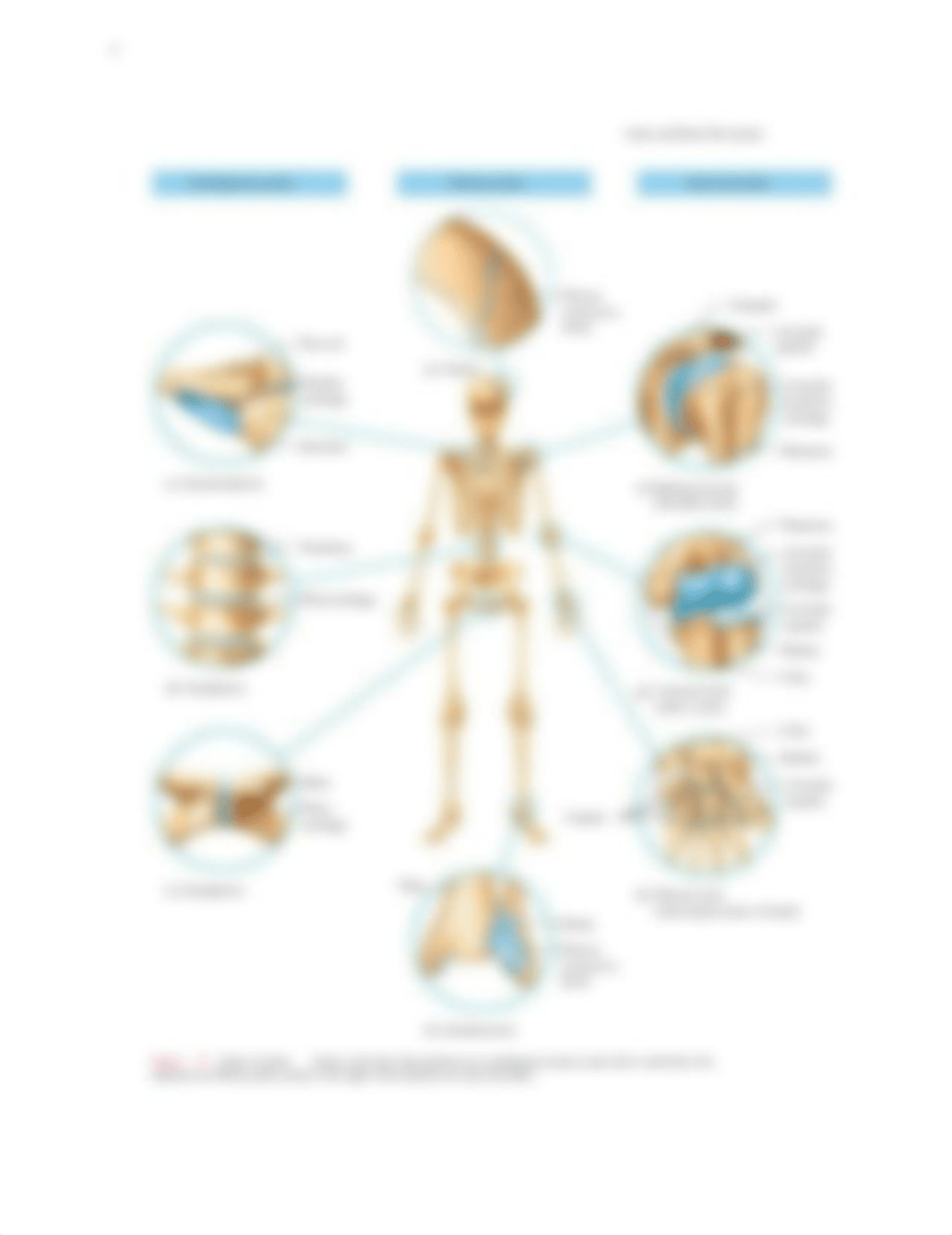 Lab9_Joints_Anatomy_S21.pdf_dhmo06gpyx3_page2