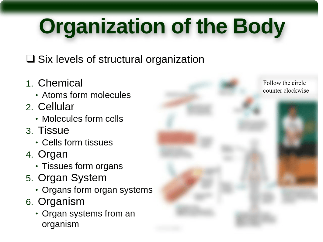 Intro2A&P_mec.pdf_dhmq2qak08h_page3