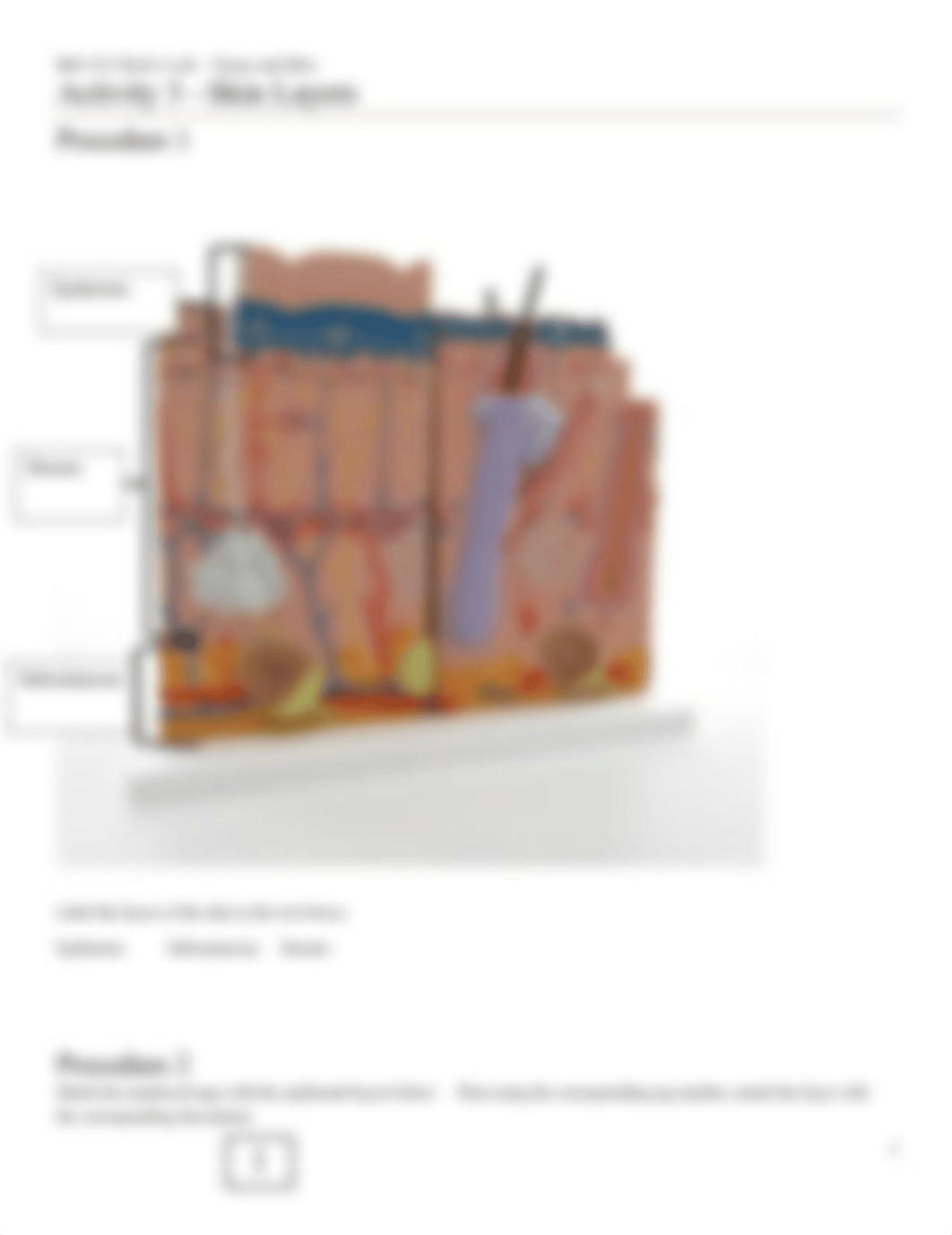 BIO 253 Lab 2 Tissues.docx_dhnkytq9ijb_page3