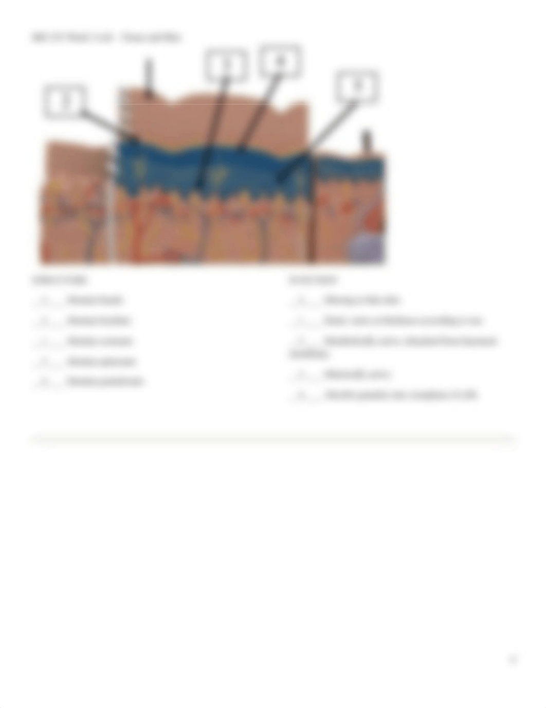 BIO 253 Lab 2 Tissues.docx_dhnkytq9ijb_page4