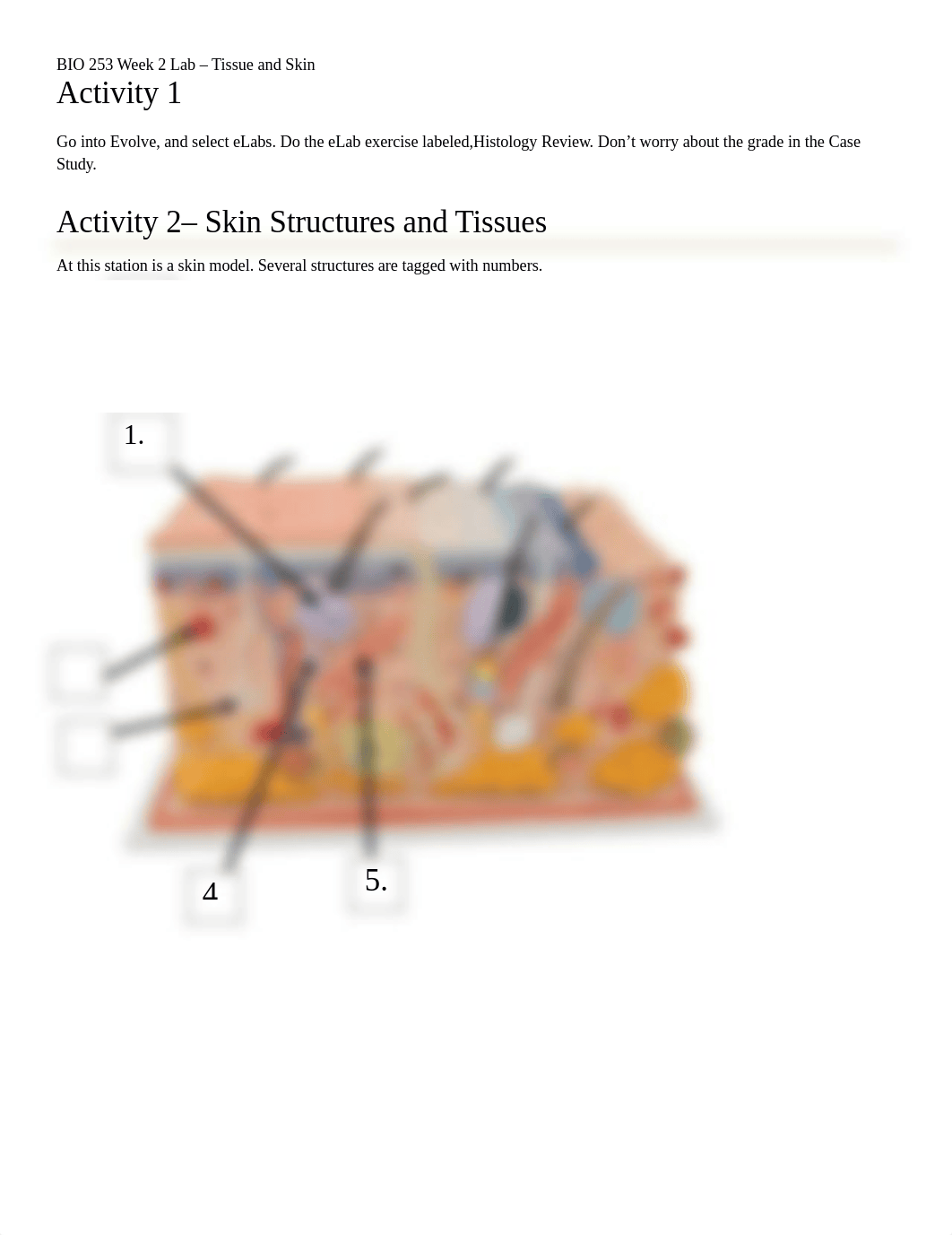 BIO 253 Lab 2 Tissues.docx_dhnkytq9ijb_page1