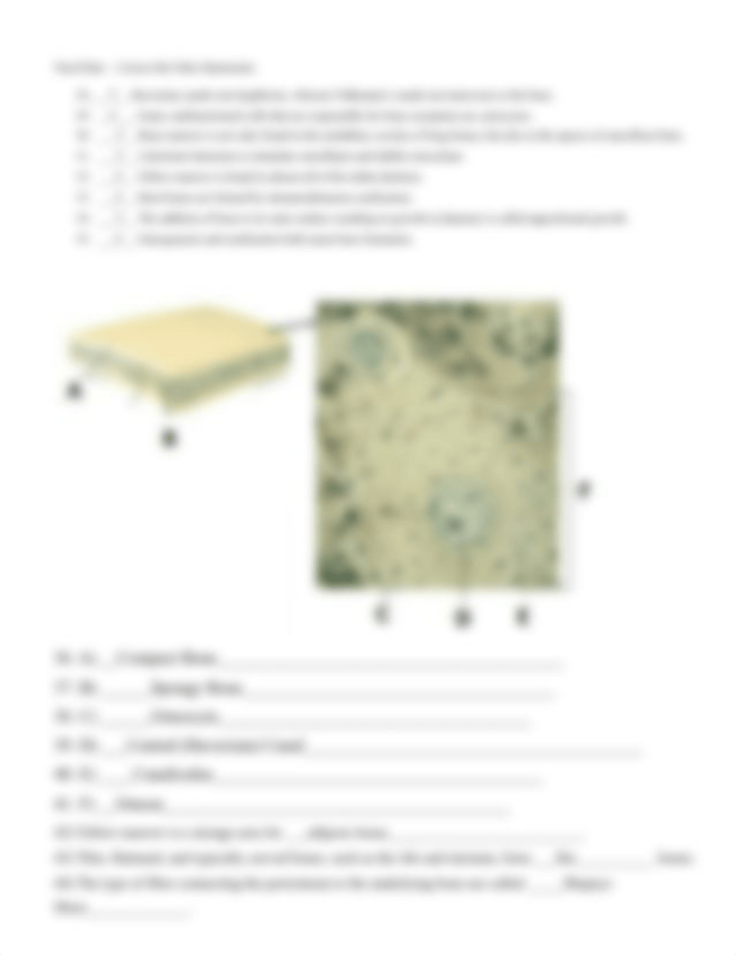 Ch 05_skeletal_system_worksheet.doc_dhoik6z9hob_page2